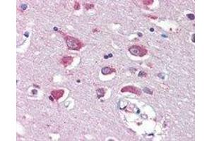 GRIA4 polyclonal antibody  (5 ug/mL) staining of paraffin embedded human cortex. (GRIA4 Antikörper)