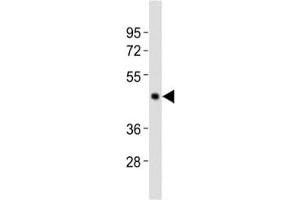 Western blot testing of Caspase-4 antibody at 1:2000 dilution + Raji lysate (Caspase 4 Antikörper  (AA 163-197))