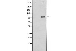 Western blot analysis of B-RAF expression in Insulin treated 293 whole cell lysates,The lane on the left is treated with the antigen-specific peptide. (BRAF Antikörper  (Internal Region))