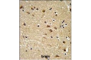 EDIL3 Antibody (Center) (ABIN652953 and ABIN2842608) IHC analysis in formalin fixed and paraffin embedded human brain tissue followed by peroxidase conjugation of the secondary antibody and DAB staining.