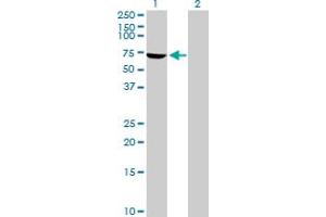 Western Blot analysis of PPP1R16B expression in transfected 293T cell line by PPP1R16B MaxPab polyclonal antibody. (PPP1R16B Antikörper  (AA 1-567))