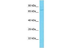 Host: Rabbit Target Name: CLEC4F Sample Type: Jurkat Whole Cell lysates Antibody Dilution: 1. (CLEC4F Antikörper  (C-Term))