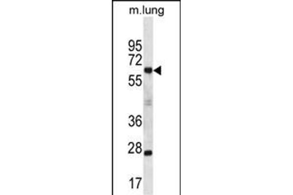 Sp2 Antikörper  (C-Term)
