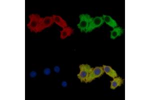 TRIM59 Mouse Monoclonal Antibody staining HepG2 cells by IF/ICC.