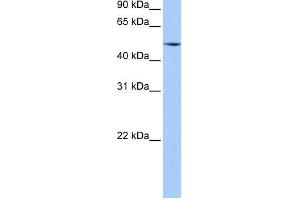 WB Suggested Anti-ESRRG Antibody Titration:  0. (ESRRG Antikörper  (N-Term))