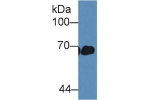 Detection of ALB in Mouse Serum using Polyclonal Antibody to Albumin (ALB) (Albumin Antikörper)