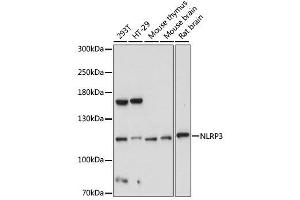 Western blot analysis of extracts of various cell lines, using NLRP3 antibody. (NLRP3 Antikörper)