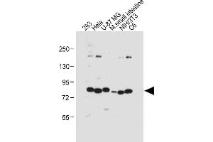 All lanes : Anti-cGKI (cGKI beta) Antibody (C-term) at 1:1000 dilution Lane 1: 293 whole cell lysate Lane 2: Hela whole cell lysate Lane 3: U-87 MG whole cell lysate Lane 4: Mouse small intestine tissue lysate Lane 5: NIH/3T3 whole cell lysate Lane 6: C6 whole cell lysate Lysates/proteins at 20 μg per lane. (PRKG1 Antikörper  (C-Term))