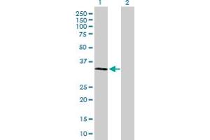 Western Blot analysis of SSR1 expression in transfected 293T cell line by SSR1 MaxPab polyclonal antibody. (SSR1 Antikörper  (AA 1-286))