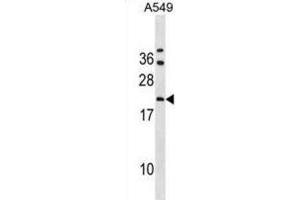 Western Blotting (WB) image for anti-GrpE-Like 2, Mitochondrial (GRPEL2) antibody (ABIN3000757) (GRPEL2 Antikörper)