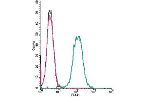 Cell surface detection of NMUR1 by indirect flow cytometry in live intact mouse J774 macrophage cell line: (black line) Cells. (NMUR1 Antikörper  (Extracellular))