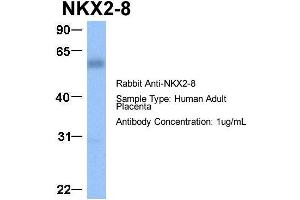 Host:  Rabbit  Target Name:  NKX2-8  Sample Type:  Human Adult Placenta  Antibody Dilution:  1. (NKX2-8 Antikörper  (C-Term))
