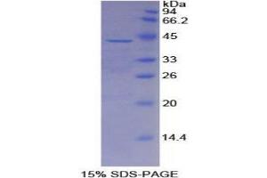 SDS-PAGE (SDS) image for alpha-2-HS-Glycoprotein (AHSG) (AA 19-300) protein (His tag) (ABIN2120509)