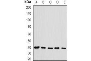 Western blot analysis of eIF3H expression in HL60 (A), HT29 (B), NIH3T3 (C), mouse testis (D), rat spleen (E) whole cell lysates. (EIF3H Antikörper)