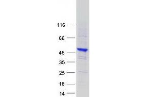 SYNE2 Protein (Transcript Variant 2) (Myc-DYKDDDDK Tag)