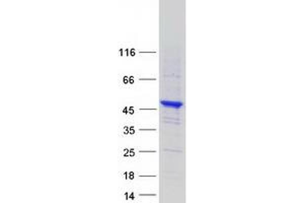 SYNE2 Protein (Transcript Variant 2) (Myc-DYKDDDDK Tag)