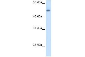 ASL antibody used at 5 ug/ml to detect target protein. (ASL Antikörper  (Middle Region))