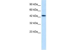Western Blotting (WB) image for anti-Distal-Less Homeobox Protein 2 (DLX2) antibody (ABIN2460252) (DLX2 Antikörper)