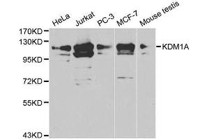 Western blot analysis of extracts of various cell lysates using KDM1A antibody.