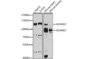 Western blot analysis of extracts of various cell lines, using  antibody (ABIN3015338, ABIN3015339, ABIN5663782 and ABIN6213995) at 1:1000 dilution. (ADAM17 Antikörper  (C-Term))