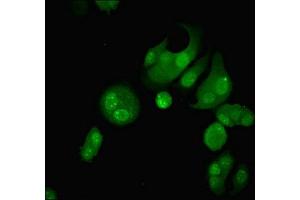 Immunofluorescence (IF) image for anti-GLE1 RNA Export Mediator (GLE1) (AA 141-380) antibody (ABIN7162002)