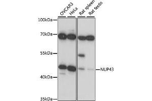 Western blot analysis of extracts of various cell lines, using NUP43 antibody (ABIN7269043) at 1:1000 dilution. (NUP43 Antikörper  (AA 150-260))