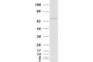 Validation with Western Blot (PAD4 Protein (Myc-DYKDDDDK Tag))