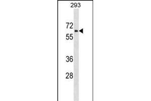 ZNHIT6 Antibody (C-term) (ABIN1537170 and ABIN2849204) western blot analysis in 293 cell line lysates (35 μg/lane). (ZNHIT6 Antikörper  (C-Term))