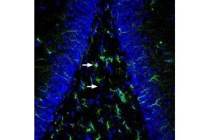 Expression of MRGE in rat hippocampus - Immunohistochemical staining of perfusion-fixed frozen rat brain sections with Anti-MRGPRE Antibody (ABIN7043319, ABIN7044604 and ABIN7044605), (1:200), followed by goat-anti-rabbit-AlexaFluor-488. (MRGPRE Antikörper  (AA 197-209))