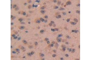 IHC-P analysis of Mouse Tissue, with DAB staining. (NPPC Antikörper  (AA 18-104))