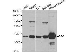 Western blot analysis of extracts of various cell lines, using PGC antibody. (PGC Antikörper  (AA 100-200))