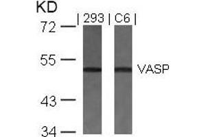 Western blot analysis of extracts from 293 and C6 cells using VASP(Ab-157) Antibody.