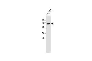 Anti-GPC4 Antibody (Center) at 1:500 dilution + U-2OS whole cell lysate Lysates/proteins at 20 μg per lane. (GPC4 Antikörper  (AA 395-422))