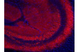 Indirect immunostaining of PFA fixed mouse hippocampus section (dilution 1 : 200; red). (SYN2 Antikörper)