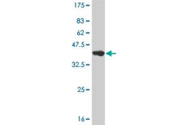 Neurogenin 2 Antikörper  (AA 36-112)