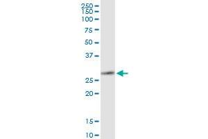 Immunoprecipitation of MMP7 transfected lysate using anti-MMP7 MaxPab rabbit polyclonal antibody and Protein A Magnetic Bead , and immunoblotted with MMP7 purified MaxPab mouse polyclonal antibody (B01P) . (MMP7 Antikörper  (AA 1-267))