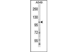 Western blot analysis ofGRIN3B Antibody (C-term) in A549 cell line lysates (35ug/lane). (GRIN3B Antikörper  (C-Term))