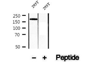Western blot analysis of extracts of 293T cells, using Phospho-Topoisomerase IIα (Ser1469) Antibody .