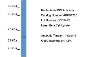 Western Blotting (WB) image for anti-Uracil-DNA Glycosylase (UNG) (C-Term) antibody (ABIN2788718) (UNG Antikörper  (C-Term))