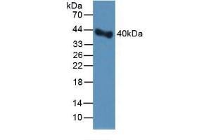 Western blot analysis of Rat Serum. (PAI1 Antikörper  (AA 24-402))