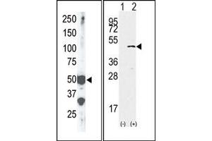 Image no. 2 for anti-SET Domain Containing (Lysine Methyltransferase) 7 (SETD7) (Middle Region) antibody (ABIN356694) (SETD7 Antikörper  (Middle Region))