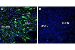 Expression of 5HT7 Receptor in rat dorsal raphe nucleus (DRN) - Immunohistochemical staining of perfusion-fixed frozen rat brain sections with Anti-5HT7 Receptor/HTR7 (extracellular) Antibody (ABIN7042876, ABIN7045292 and ABIN7045293), (1:300), followed by goat anti-rabbit-AlexaFluor-488. (HTR7 Antikörper  (Extracellular, N-Term))