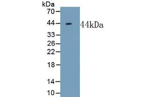 Detection of Recombinant NPFF, Mouse using Polyclonal Antibody to Neuropeptide FF (NPFF) (Neuropeptide FF Antikörper  (AA 15-113))