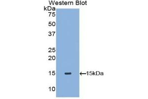 Detection of Recombinant TPS, Canine using Polyclonal Antibody to Tryptase (TPS) (TPSAB1 Antikörper  (AA 151-275))