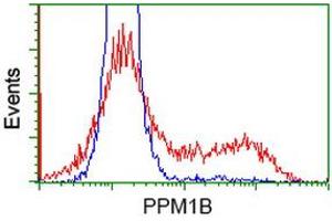 HEK293T cells transfected with either RC212918 overexpress plasmid (Red) or empty vector control plasmid (Blue) were immunostained by anti-PPM1B antibody (ABIN2454546), and then analyzed by flow cytometry. (PPM1B Antikörper)
