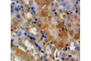 Used in DAB staining on fromalin fixed paraffin-embedded Kidney tissue (GAS2 Antikörper  (AA 64-267))
