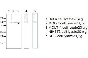 Western Blotting (WB) image for anti-Ras-Related GTP Binding C (RRAGC) (full length) antibody (ABIN2452103) (GTR2 Antikörper  (full length))