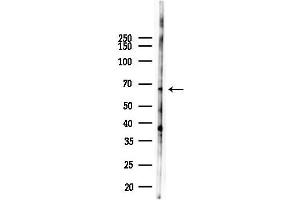 anti-Signal Peptide Peptidase-Like 2B (SPPL2B) antibody