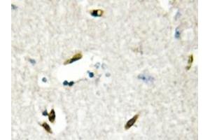 Immunohistochemistry analyzes of hnRNP G antibody in paraffin-embedded human brain tissue. (RBMX Antikörper)
