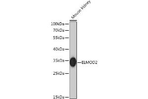 Western blot analysis of extracts of Mouse kidney, using ELMOD2 Rabbit pAb  at 1:1000 dilution. (ELMOD2 Antikörper)